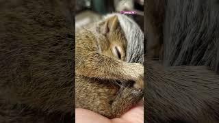 Family Rescues a Tiny Squirrel | The Dodo