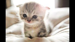 Adorable Kittens That Will Make You Fall In Love