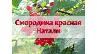 Смородина красная Наташа  Обзор: посадка и уход. крупномеры смородины: описание и особенности