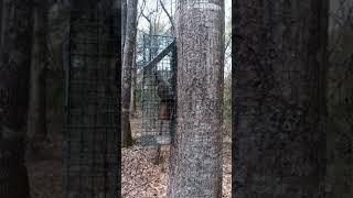 squirrel trapping and training