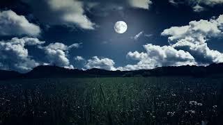 Crickets singing relaxing, summer night with the moon - Relaxing and sleeping sounds