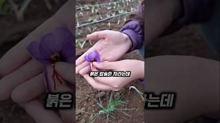이 꽃 안에는 금보다 더 비싼 보물이 숨겨져 있습니다