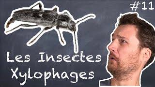 Les insectes Xylophages - NLAB #11