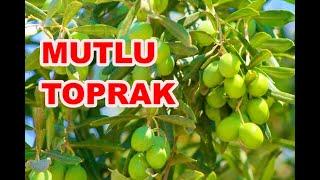 Zeytin Tarlası Sürülmeli Mi? Sürülmemeli Mi? Zeytin Sulamada Yapılan Hatalar Nelerdir?