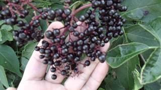 Wild Edibles ~ Elderberry