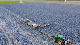 How to harvest cabbage | The Omega harvesting machine from Beets Aluminium Products