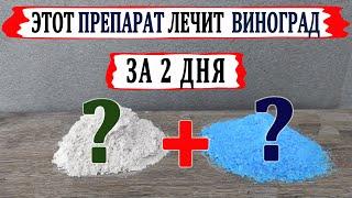  Этот ФУНГИЦИД  ВЫЛЕЧИТ Ваш ВИНОГРАД за двое суток. Как правильно изготовить бордоскую жидкость.