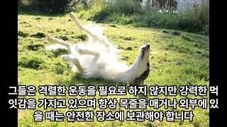 44. 보르조이와 함께 살기: 이 우아하고 독립적인 개에게서 기대할 수 있는 것