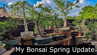 My bonsai tour, spring update + Give away details!