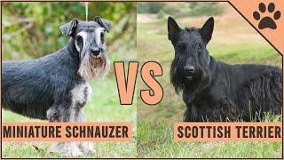 Miniature Schnauzer vs Scottish Terrier