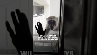 Wild monkeys spotted entering flats in Punggol