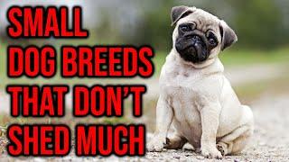 Small Dog Breeds That Stay Small And Don't Shed Much/ Amazing Dogs