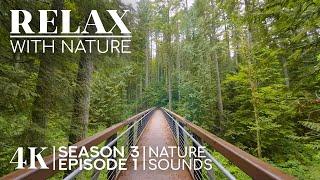 4K Incredible Wildlife Shots + Calming Sounds - RELAX WITH NATURE - Season 3; Episode 1