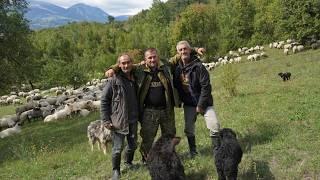 The return of nomads home from the mountains in Bosnia