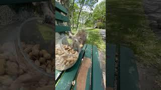Squirrel eating peanut from jar