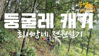 둥굴래재배|귀촌작물|귀촌생활|최서방네 전원일기 I 둥굴레 캐기 I 시골살이