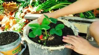 Growing Strawberry in the Province of Cebu