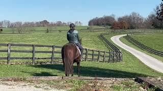 Adoptable Horses from SecondStride.org Karen's Revenge November 2024 walk only