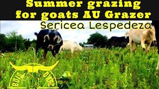 AU Grazer Sericea Lespedeza Goat Forage