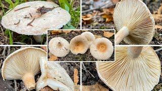 Pilzportrait: Blasser Birkenmilchling, Blasser Birkenreizker, Lactarius pubescens, Lactarius betulae