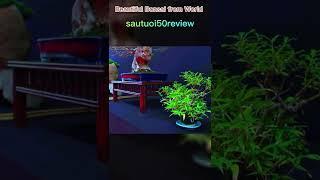 sautuoi50review Beautiful Bonsai from World 18