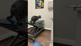 a cat gets shocked a lot of times tiktok funnyvip #shorts