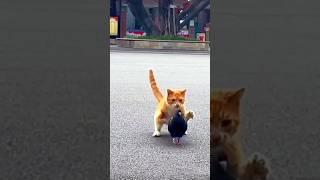 Scottish fold cat is cute and fun#YouTube Adiade#catfunny #funnymoment