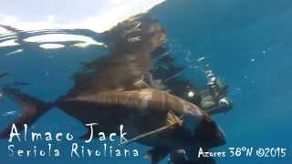 Azores 38ºN - Spearfishing in Summer II - 2015