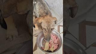 Забрала с промысла больную собаку. Буду лечить сама