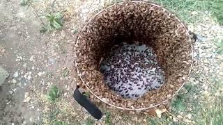 ИСКУССТВЕННОЕ РОЕНИЕ ПЧЕЛ по методу ТАРАНОВА-противороевой прием#Beekeeping