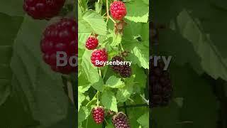 Boysenberry Ruby on the treeBerry with rich floral fragrance