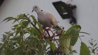 Sierpówka i owoce bzu czarnego / Eurasian collared dove and Black elderberry's berries