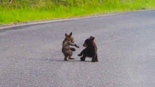 Baby Bears Wrestle In The Road