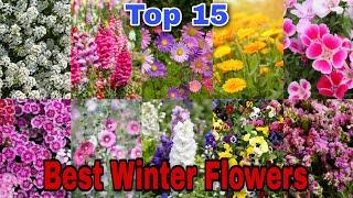 Most beautiful winter season flowers || Best 15 winter flowering plants