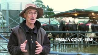 DairyNZ Improving Cow Flow