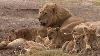 WILDLIFE DOKU  Stolze Löwen und ihre Gegner  AKTEDOKU HD