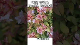 다복하고 화려하게 피어나는 꽃댕강나무 핑키벨스 #가드닝 #정원 #정원꾸미기