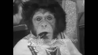 Chimpanzee band plays New Years Eve 1965 archival footage