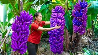 Harvesting Giant Hand Banana Bunches in The Deep Forest & Goes to the market sell | Ella Daily Life