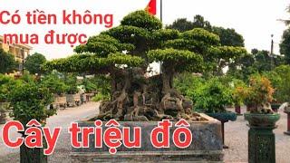 Ngai vàng đất Việt. Có tiền không mua được