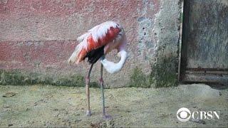 Flamingo receives prosthetic leg