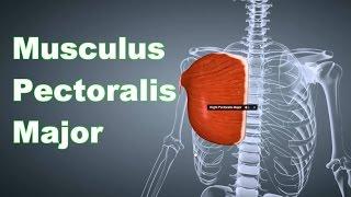 M. Pectoralis Major: Ansatz, Urpsrung, Funktion, Körperübung, Dehnungsübung B-Lizenz Prüfung