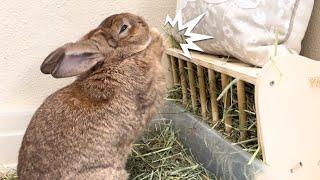 What on Earth? Rabbit Caught Clapping Hands!