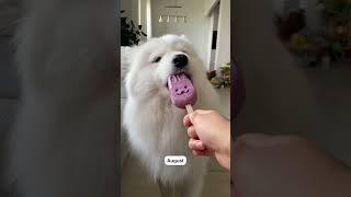 My Dogs' Year in 15 Seconds #shorts #dog