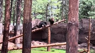 BEARIZONA part 2 #animals #trending #trending #video #park #viralvideo #bear