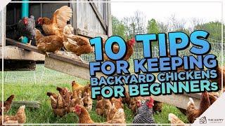 Chicken Whisperer's Guide: Top 10 Tips for Exceptional Backyard Poultry Care!