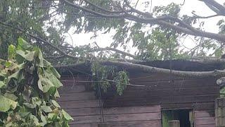 brakingnews hurricane   in jamaica tree fell down on my house