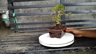 Mame Bonsai Buxus Harlandii R8