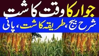 Jawar Ki Kasht | Sorghum Cultivation in Pakistan |  جوار کی کاشت