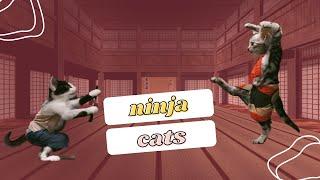 Funny Ninja Cats: I Am Stealth